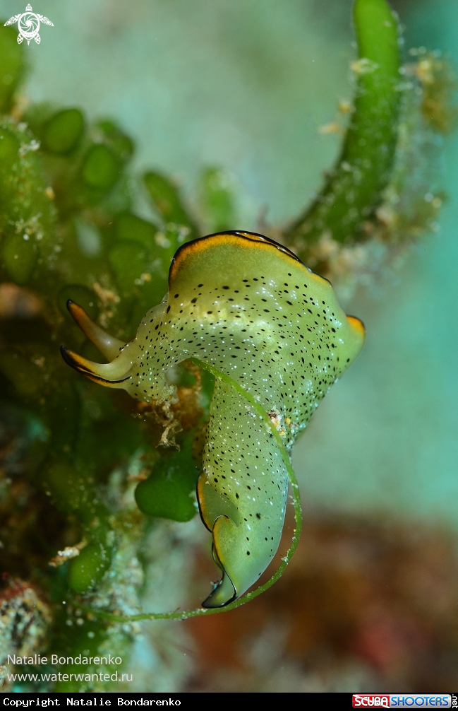 A Nudibranch