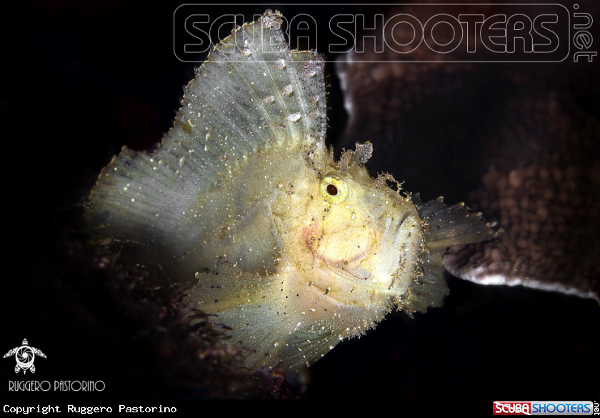 A Leaf fish