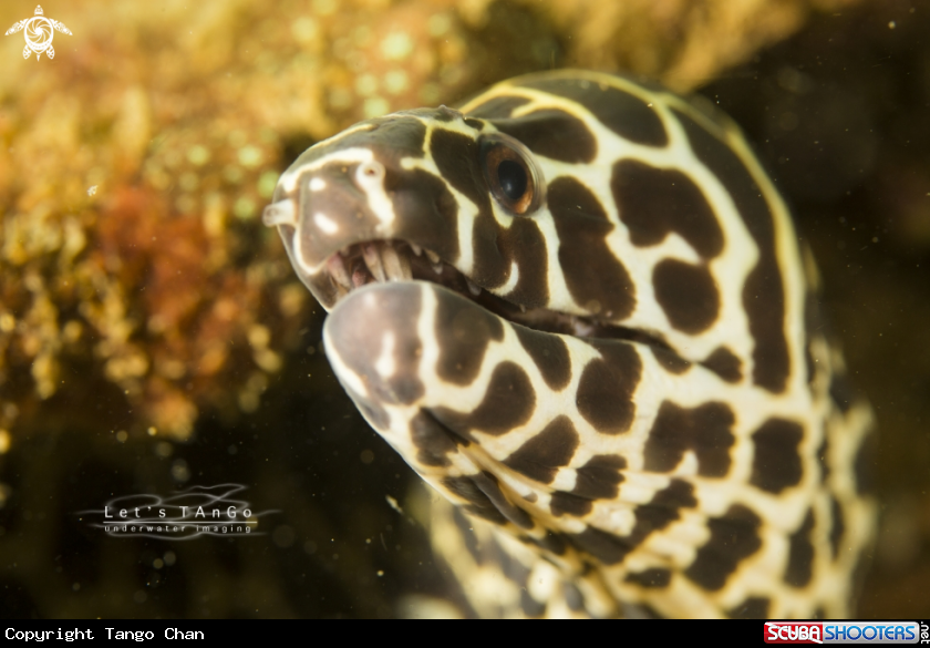A Honeycomb Moray Eel