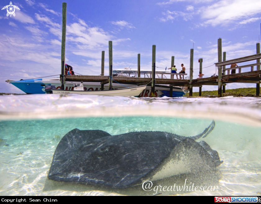 A Southern Stingray