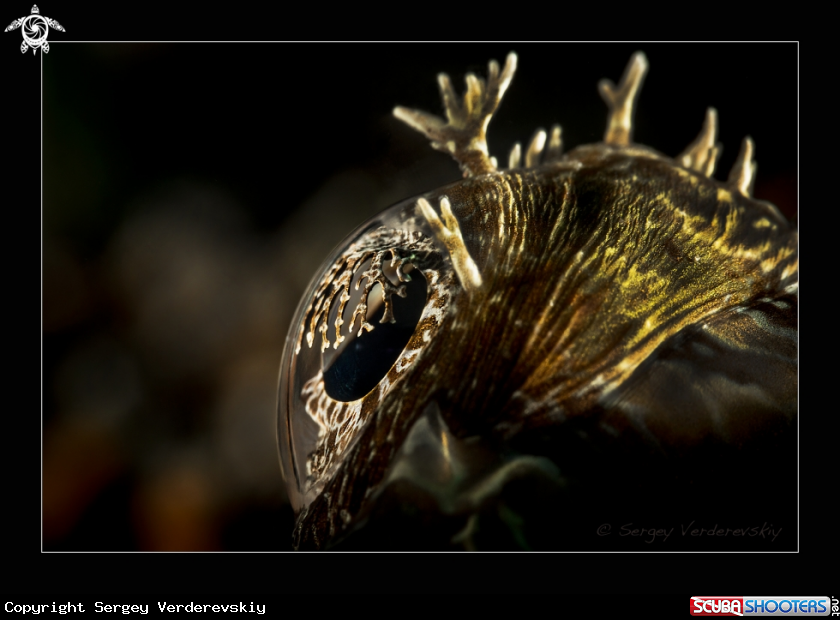 A 3D Eye