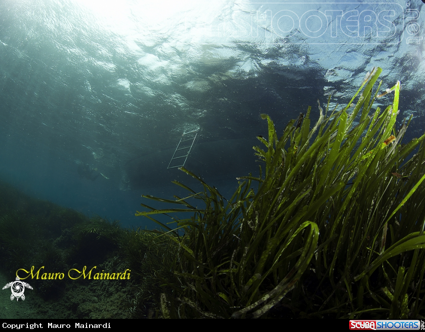 A Posidonia oceanica