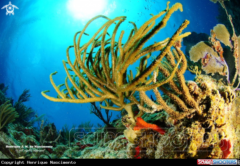 A Coral
