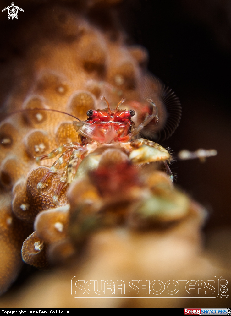 A Porcelain Crab