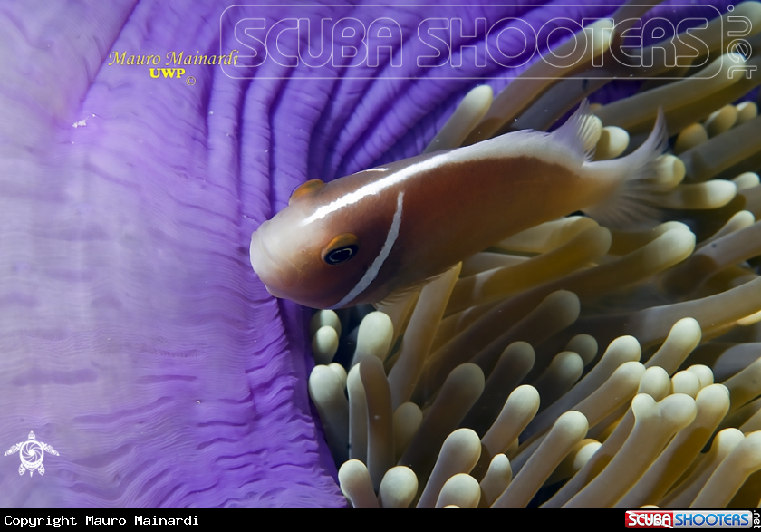 A Anemone and clownfish