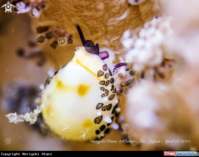 A Allied cowrie