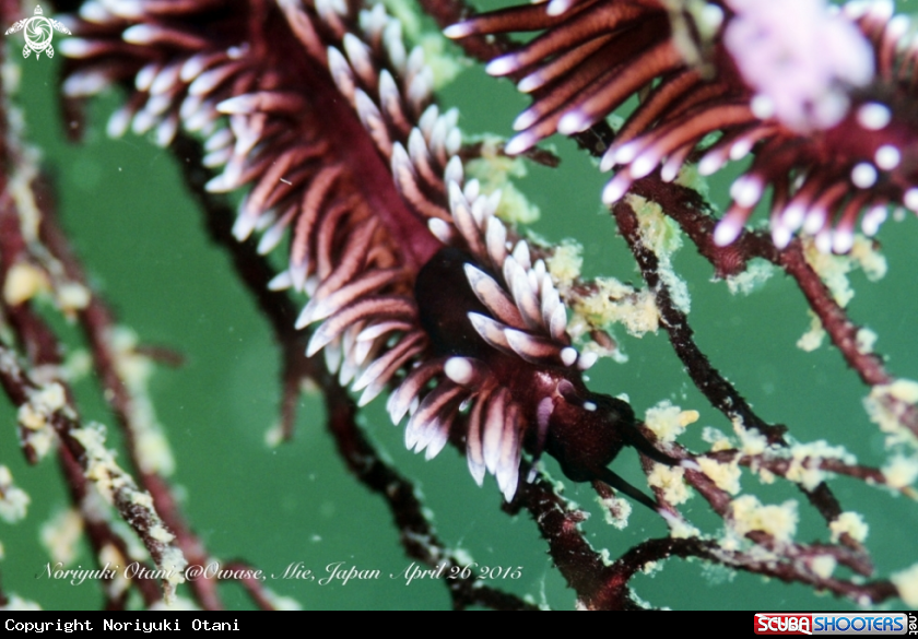 A Nudibranch