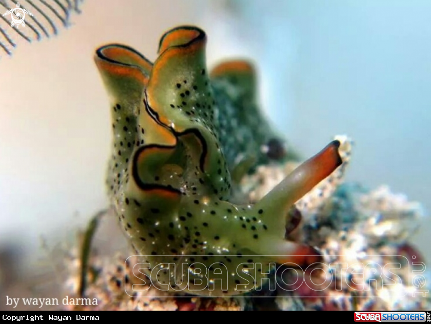 A Elysia ornata 