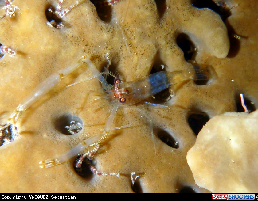 A transparent shrimp