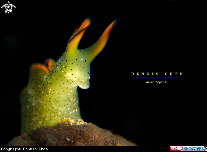 A Nudi