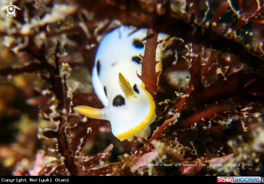 A nudi