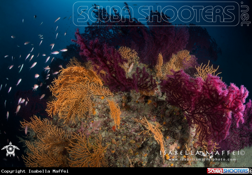 A Reef Landscape