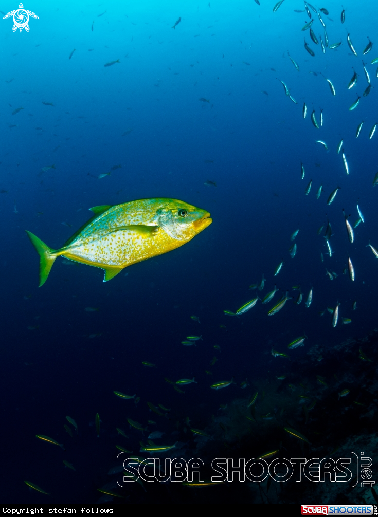 A Orangespotted Trevally