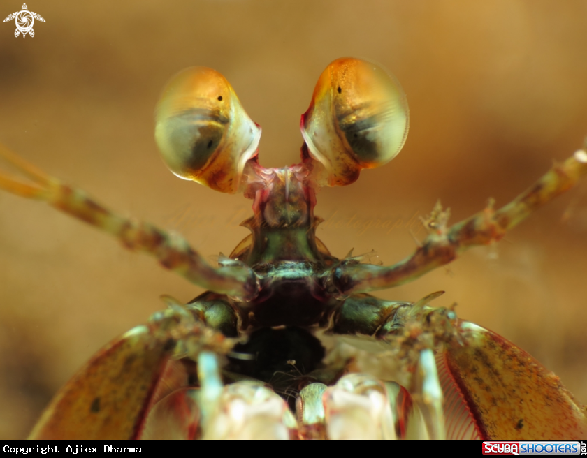 A mantis shrimp 