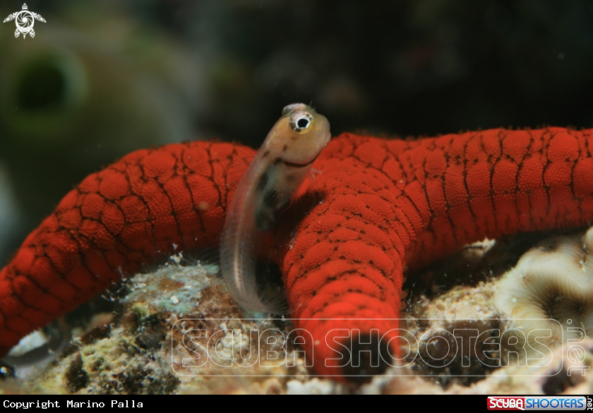 A Blenny
