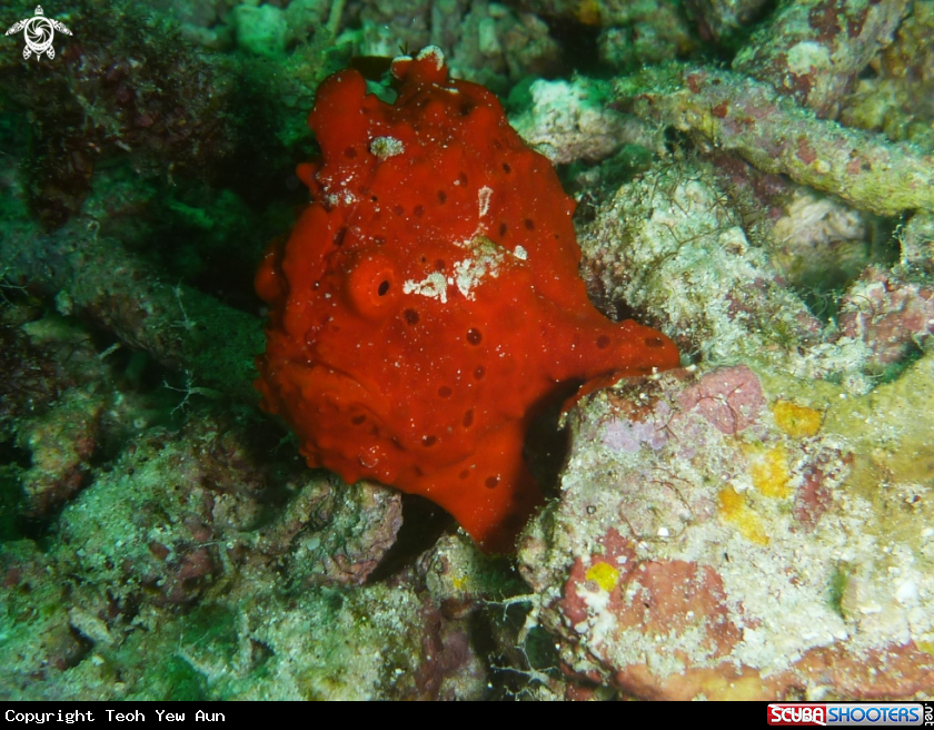 A Red Frogfish