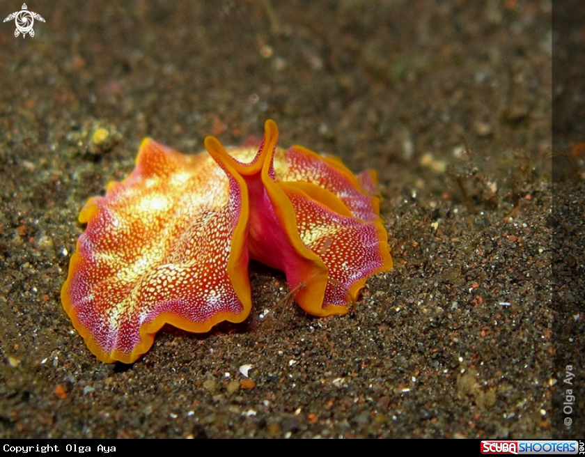 A Pseudoceros ferrugineus