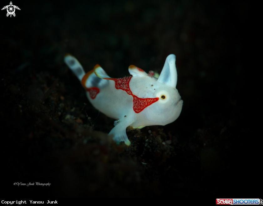A Juve : Clown frogfish Antennarius maculatus 