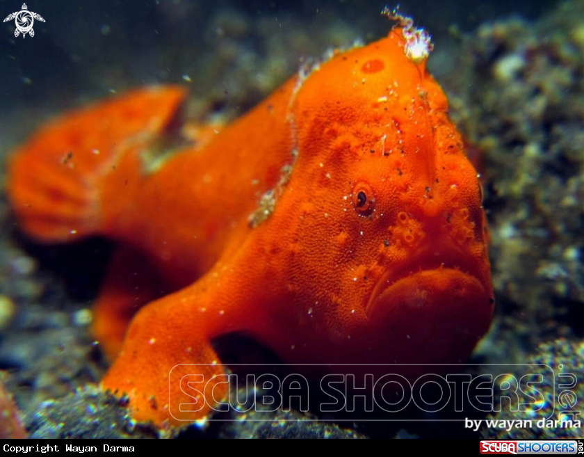 A Antenarius pictus 