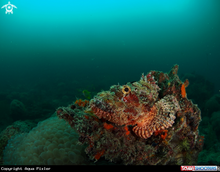 A Scorpionfish