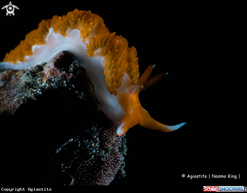 A Moridilla brockii