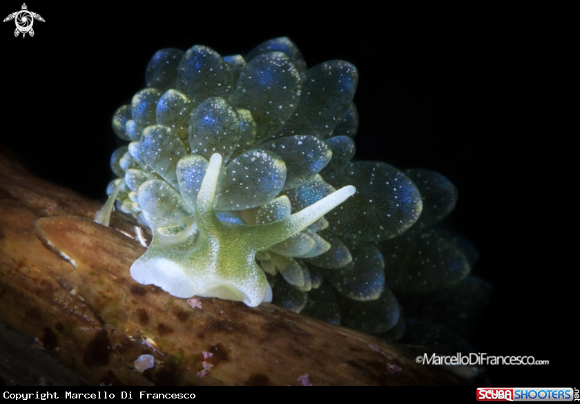 A Nudibranch