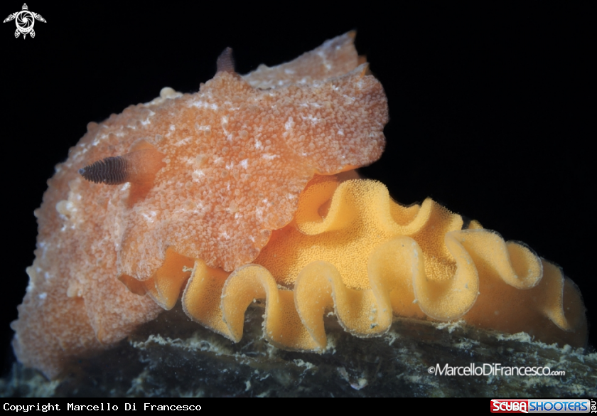 A Nudibranch