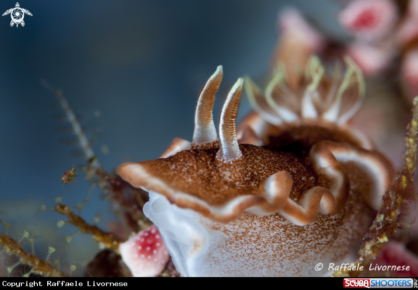 A Nudibranch