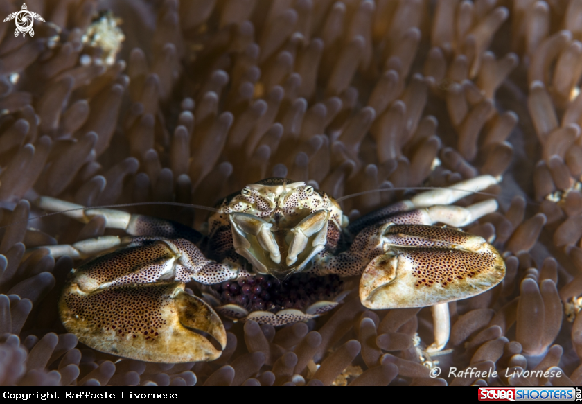 A Porcelain crab