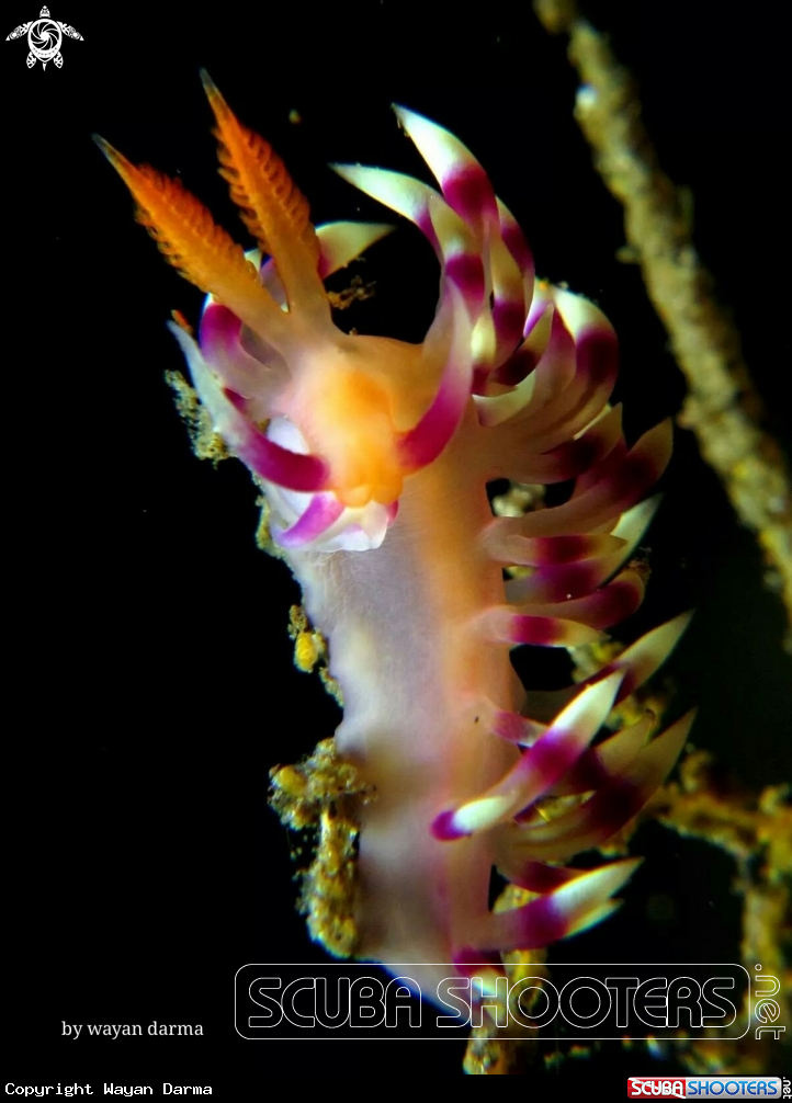 A Flabellina expotata 