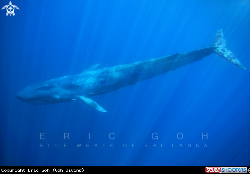 A BLUE WHALE