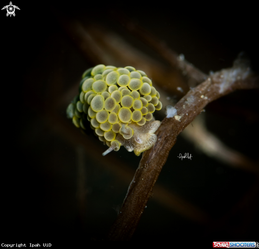 A Doto grape sp