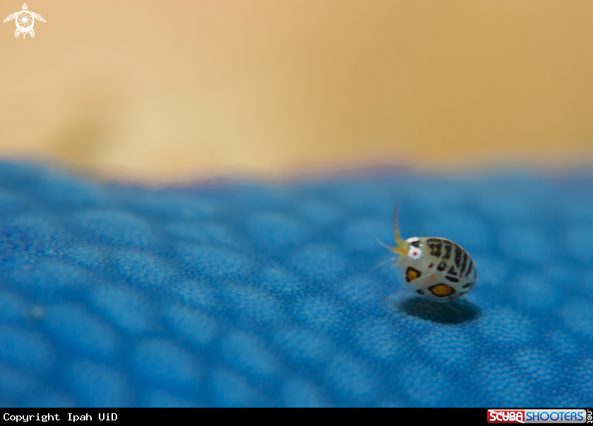 A isopod