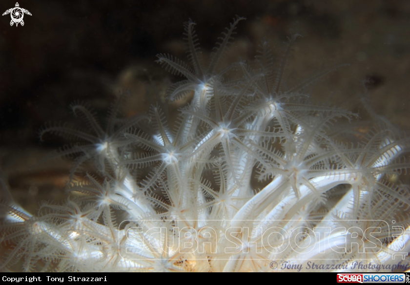 A Obese sea pen