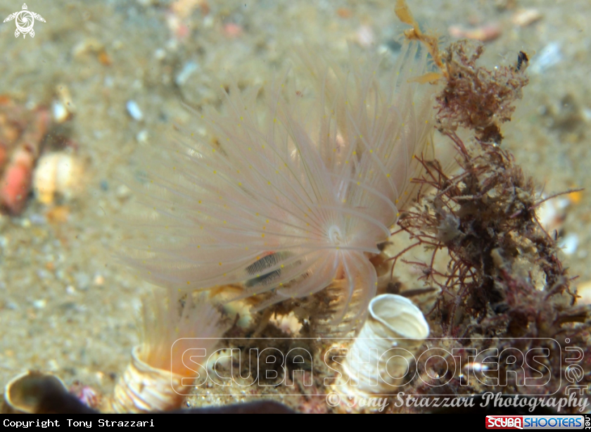 A Featherduster worm