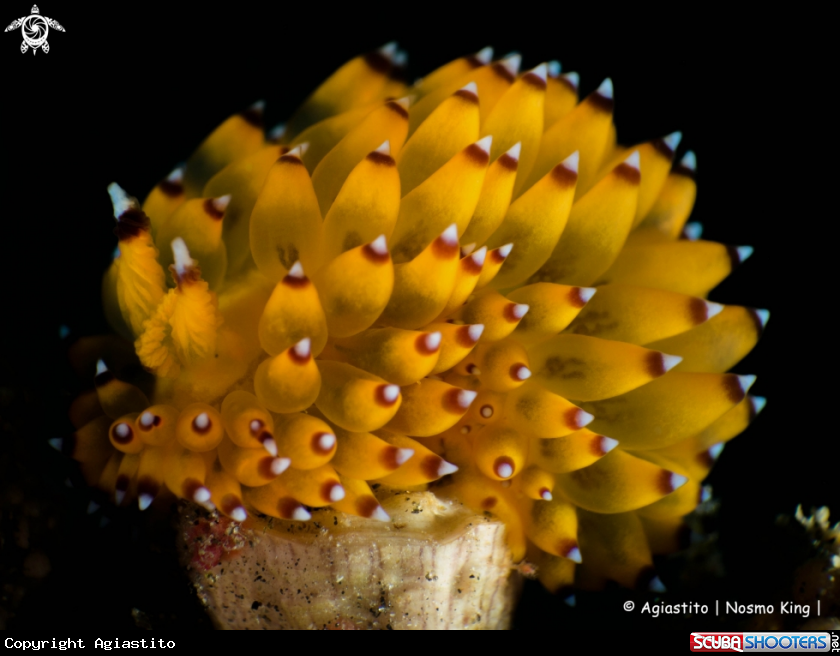 A Janolus sp.