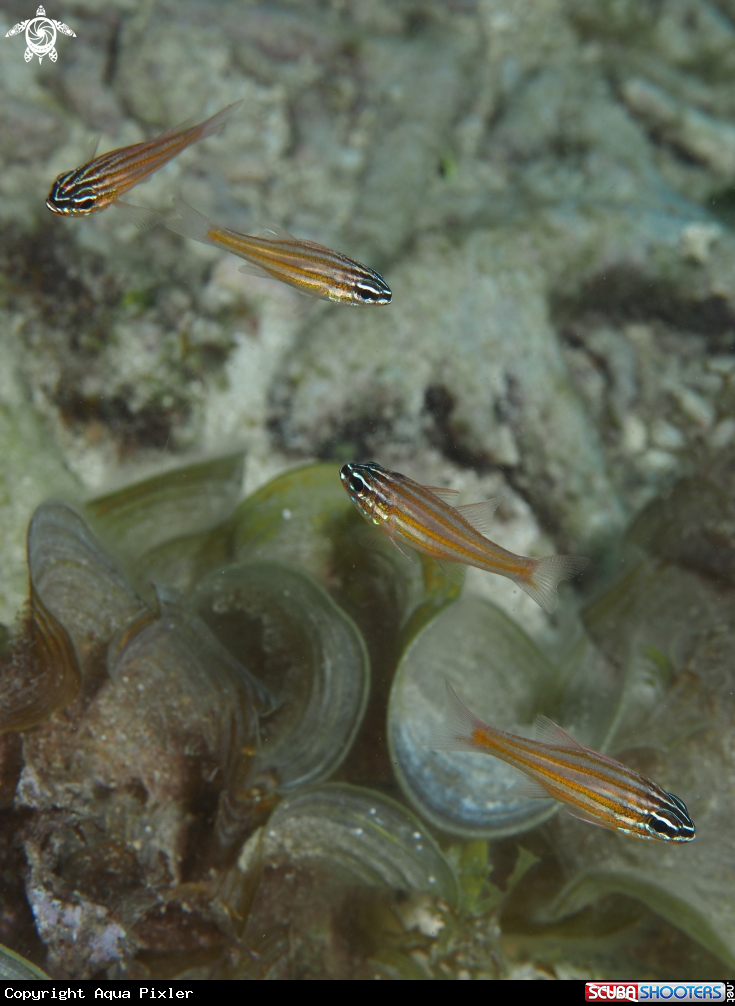 A Fish