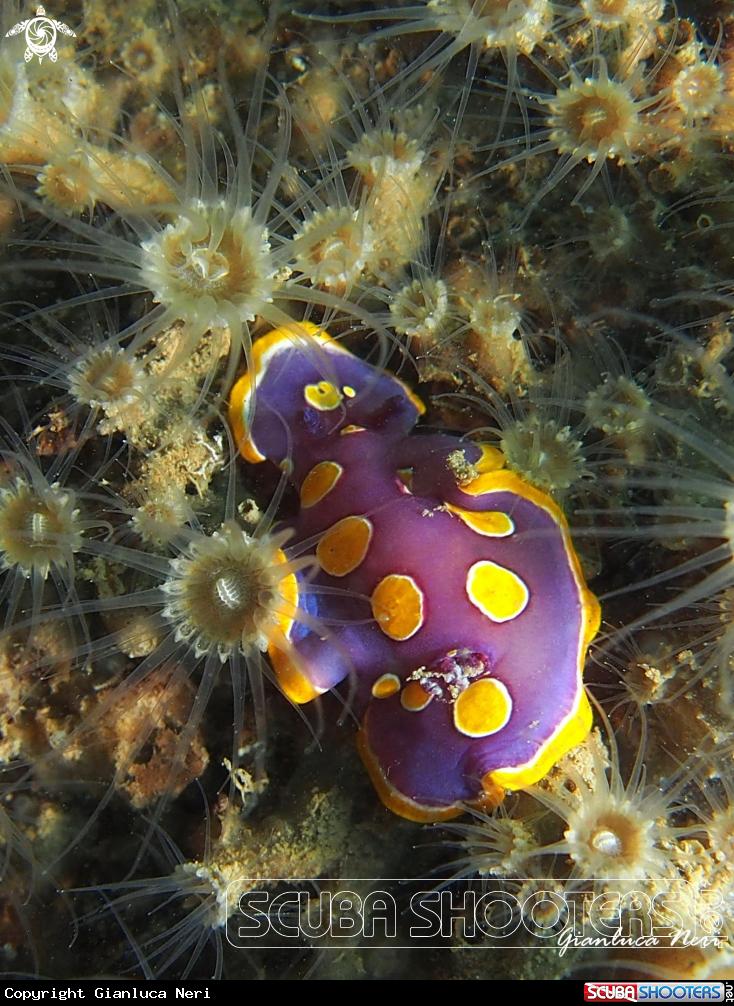 A Nudibranch