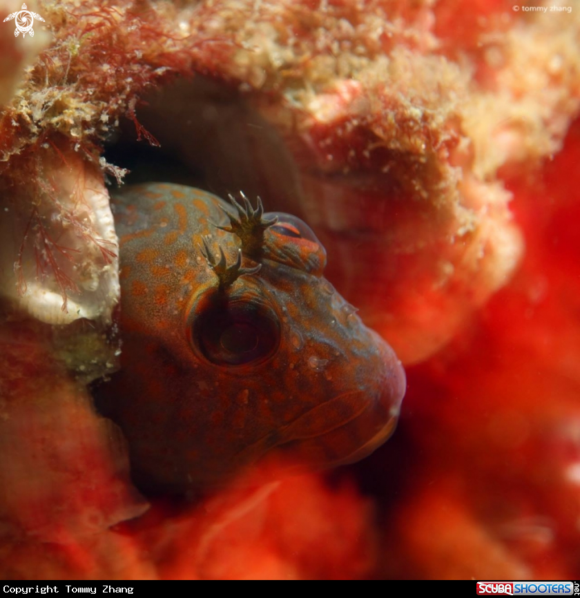 A Horned Blenny