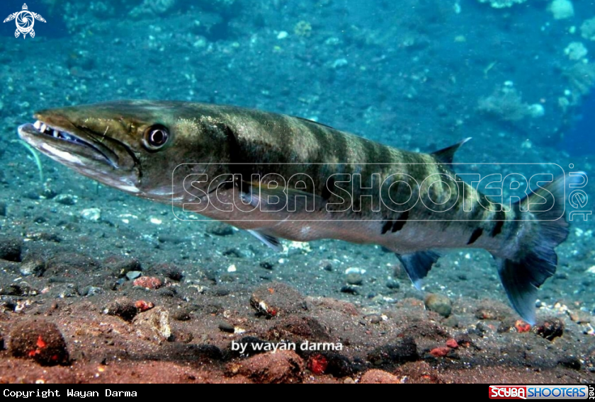 A barracuda 