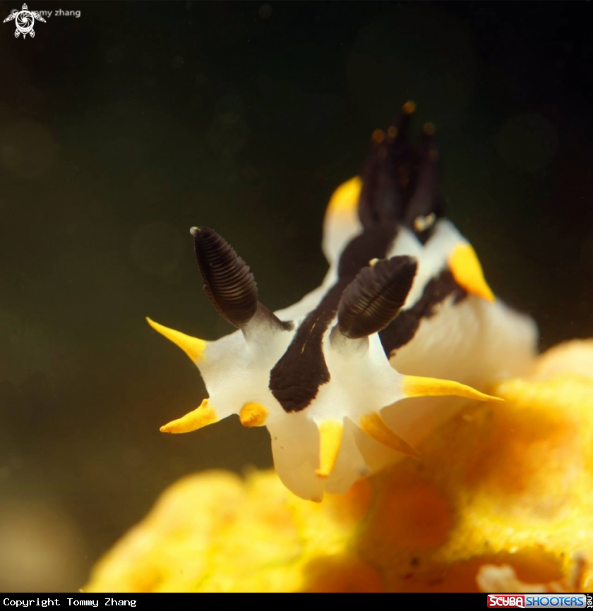 A Punk Polycera Nudibranch