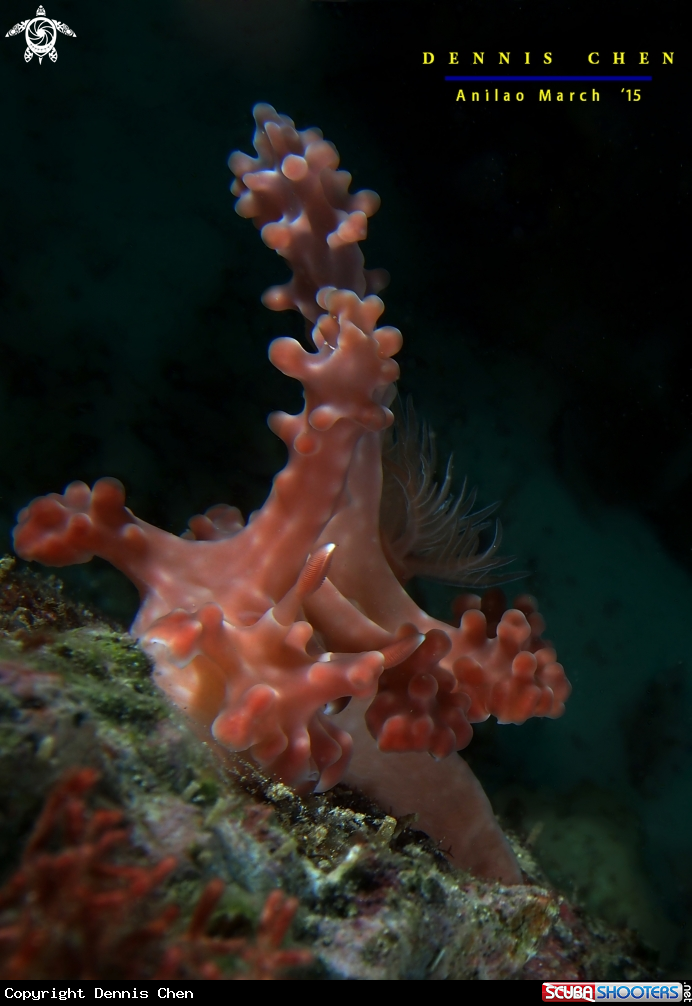 A Nudi