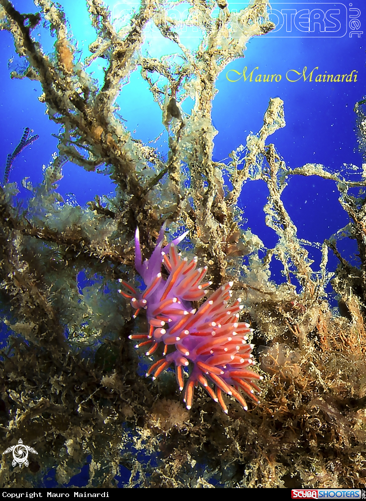 A Flabellina wide-angle