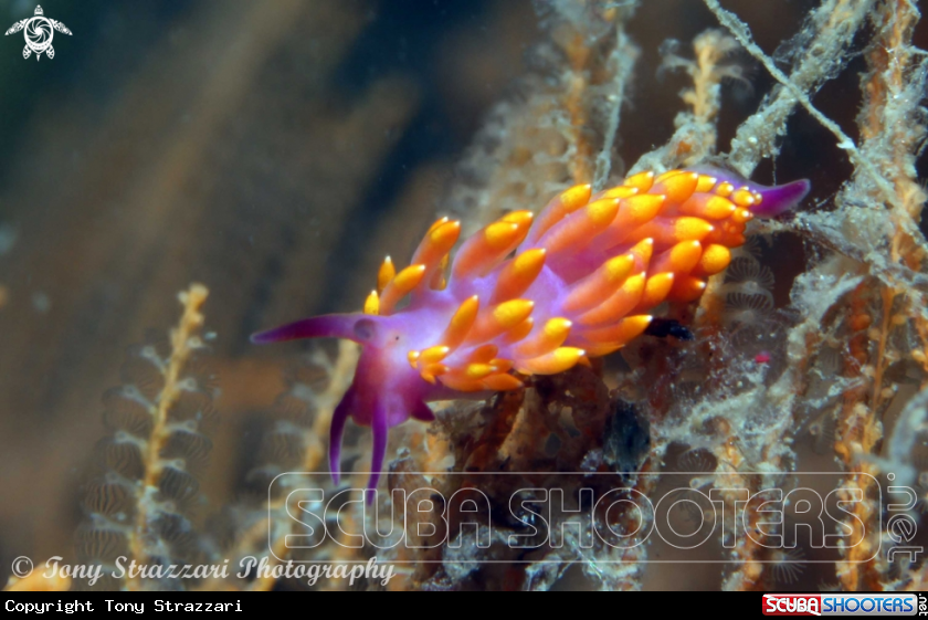 A Trinchesia sibogae