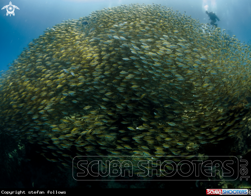 A Oxeye Scad
