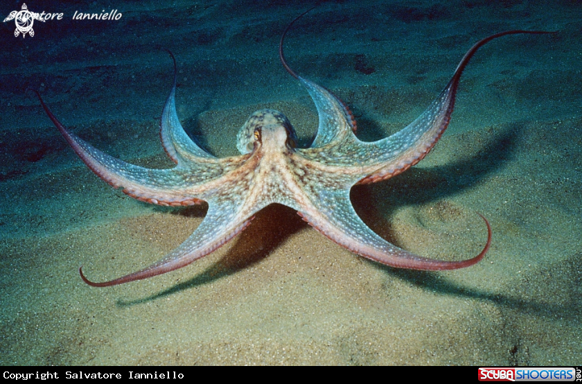 A underwater creature