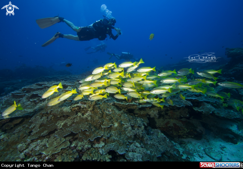A BigEye Snapper