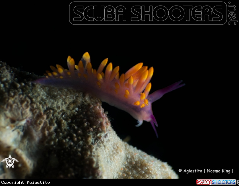 A Trinchesia (Cuthona) sibogae