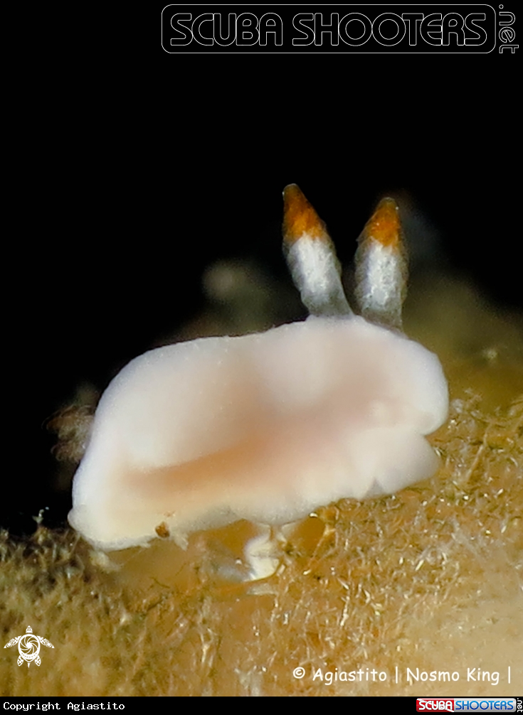 A Noumea simplex (Juvenile)