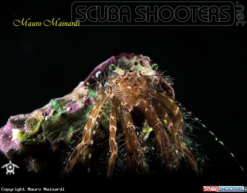 A Hermit crab